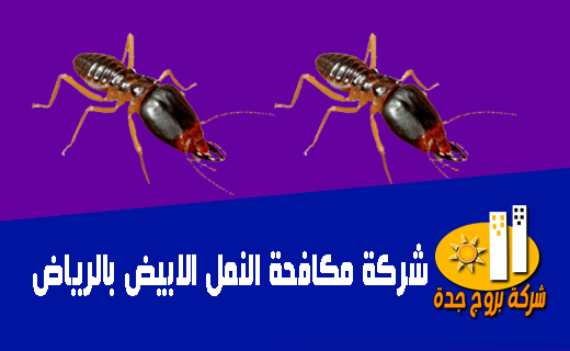 شركة مكافحة النمل الابيض بالرياض